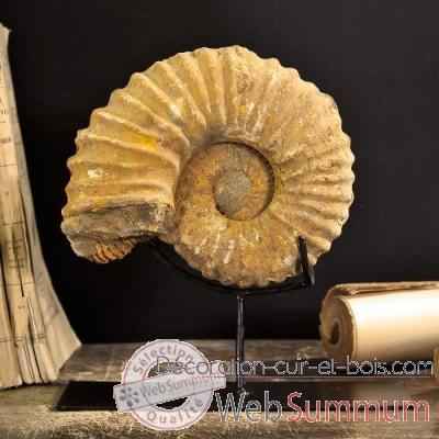 Ammonite Objet de Curiosite -AN004BIS