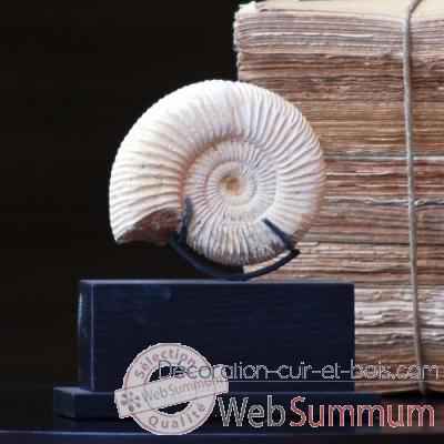 Ammonite blanche Objet de Curiosite -FO011