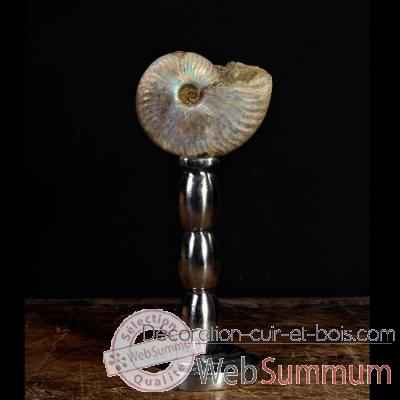 Ammonite nacree Objet de Curiosite -FO005