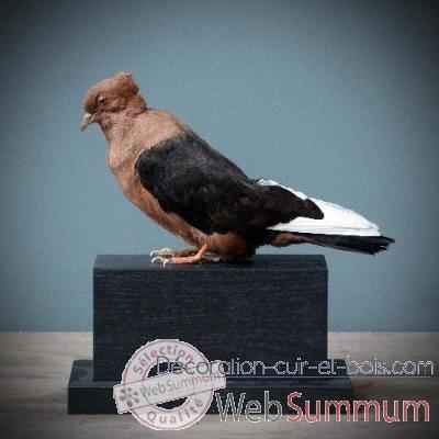 Archangel pigeon Objet de Curiosite -PU358