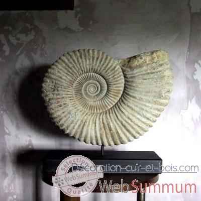 Grosse ammonite Objet de Curiosite -AN009