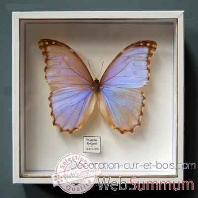 Papillon morpho godarti Objet de Curiosite -IN033