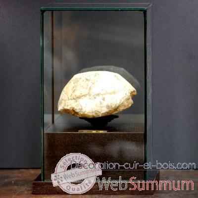 Tortue fossile Objet de Curiosite -PUFO044-1
