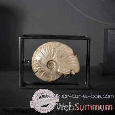 Ammonite cleoniceras avec coquille pm Objet de Curiosite -FO031