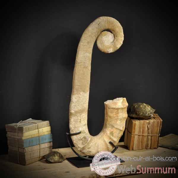 Ammonite deroulee 80cm Objet de Curiosite -PUFO196-2