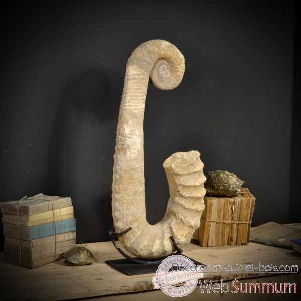 Ammonite deroulee 80cm Objet de Curiosite -PUFO196-3
