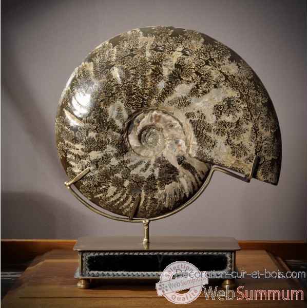Ammonite fougere entre 3.6kg et 4.8kg Objet de Curiosite -PUFO247-1