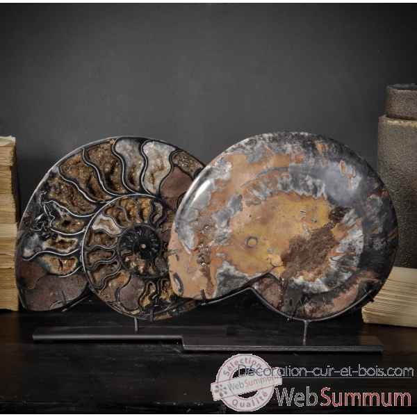 Ammonite madagascar sciee et polie Objet de Curiosite -PUFO258-1
