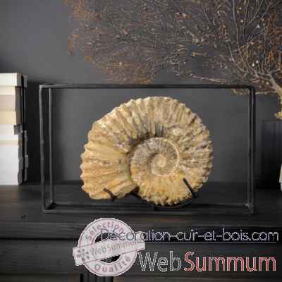 Ammonite (maroc) Objet de Curiosite -FO029
