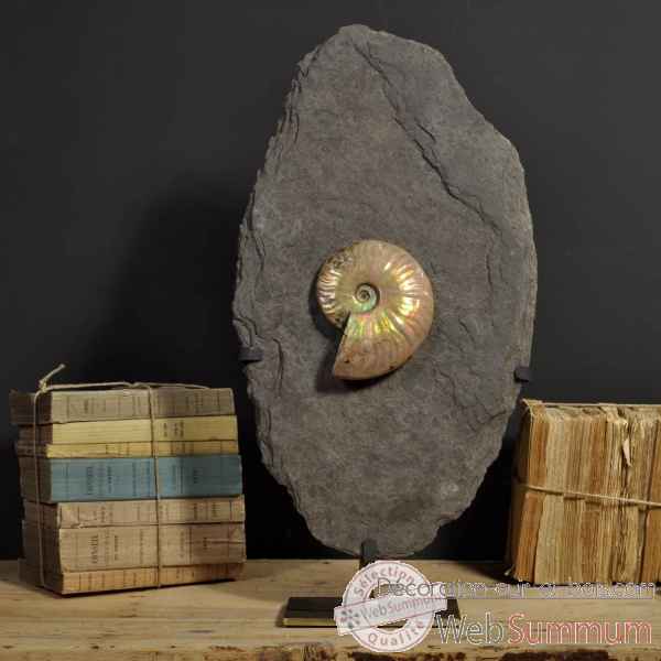 Ammonite nacree de madagascar sur gangue Objet de Curiosite -PUFO206