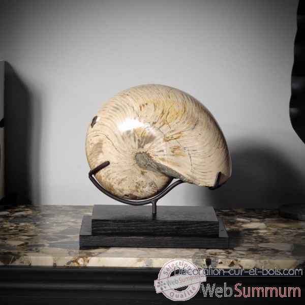 Ammonite nautilus (5.5kg) Objet de Curiosite -PUFO263