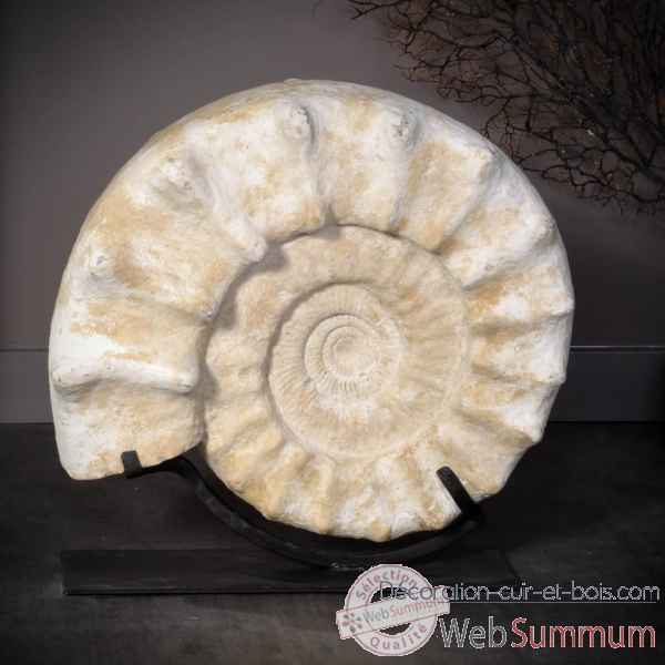 Ammonite a pics, blanche, madagascar Objet de Curiosite -PUFO257