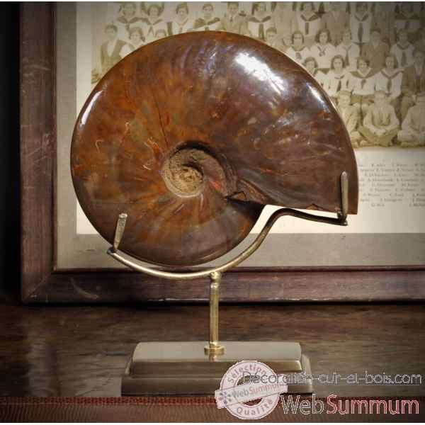 Ammonite reflex rouge 1 kg Objet de Curiosite -PUFO253