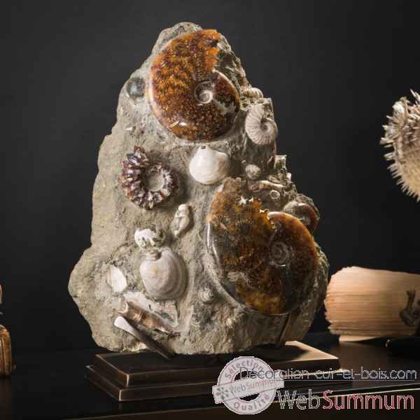 Bloc d'ammonites de l'albien - 5-7kg Objet de Curiosite -PUFO307-2