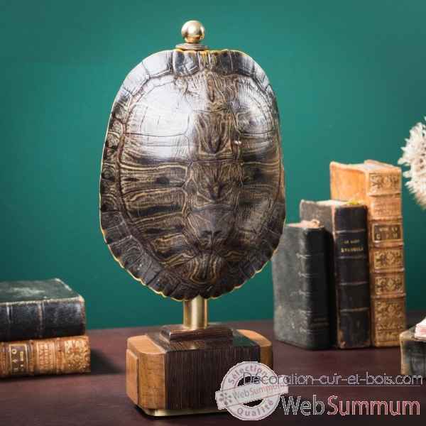 Carapace de tortue trachemys scripta Objet de Curiosite -PU629-1