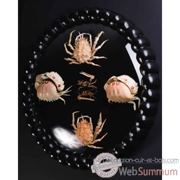 Composition de crabes (3 especes) Objet de Curiosite -AN297