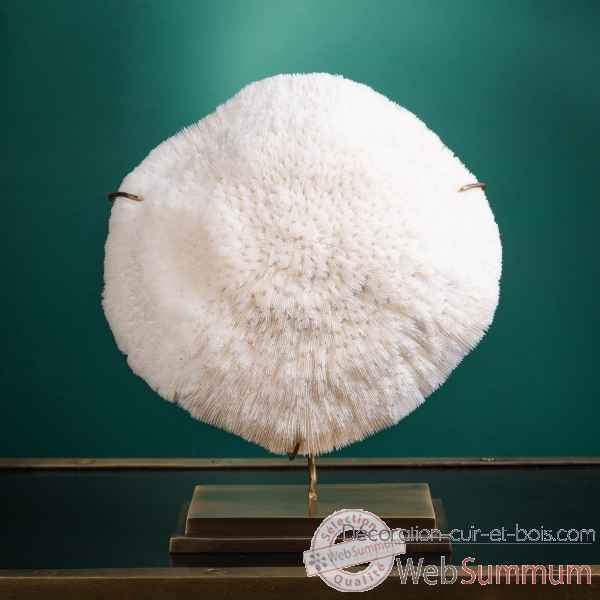 Corail blanc bowl gm halomitra pileus Objet de Curiosite -CO351-11