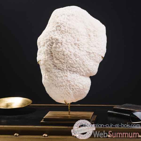 Corail blanc bowl gm halomitra pileus Objet de Curiosite -CO351-12