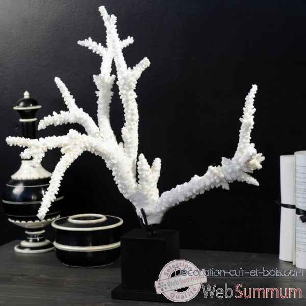 Corail branche blanche mm Objet de Curiosite -CO219-15