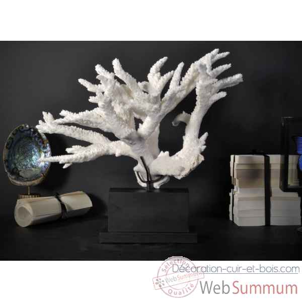 Corail branche blanche tgm Objet de Curiosite -CO262-8