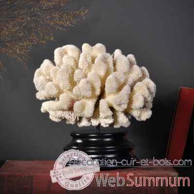 Corail cauliflower pm Objet de Curiosite -CO268-X