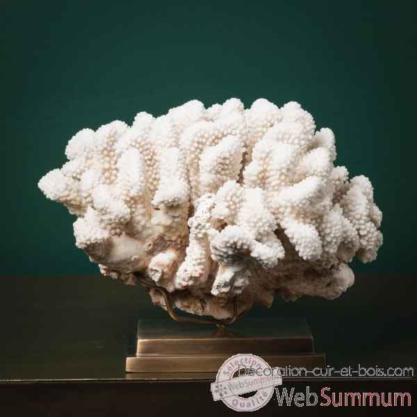 Corail choux fleur Objet de Curiosite -CO363-3