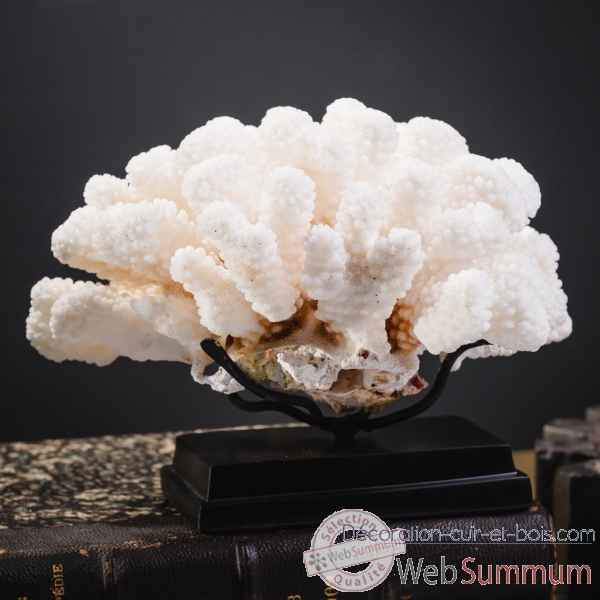 Corail choux fleur pocillopora meandrina Objet de Curiosite -CO398-5