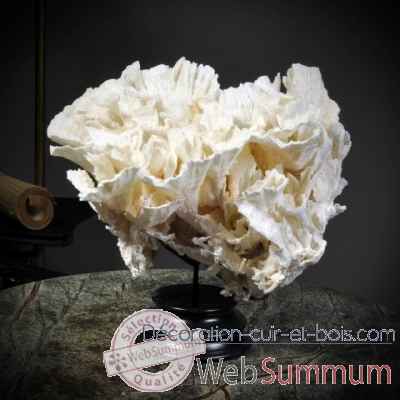 Corail laitue couronne mm Objet de Curiosite -CO246-X
