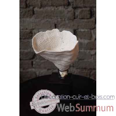 Corail laitue cup sur socle carre 6 Objet de Curiosite -CO140-X