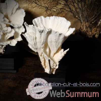 Corail laitue montipora mm Objet de Curiosite -CO267-X