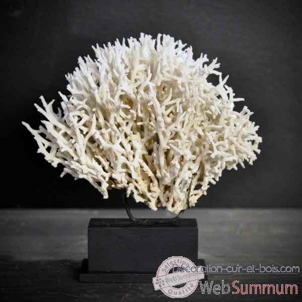 Corail pics blanc (birds nest) mini socle rec Objet de Curiosite -CO103-2