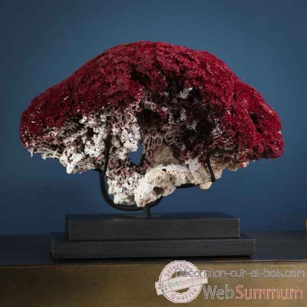 Corail rouge gm 25-30cm tubipora musica Objet de Curiosite -CO286-11