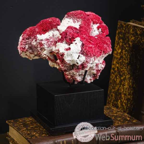 Corail rouge mm tubipora musica Objet de Curiosite -CO317-2