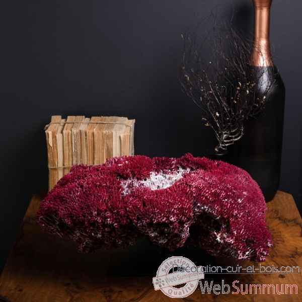 Corail rouge tubipora musica 44x35cm Objet de Curiosite -CO295