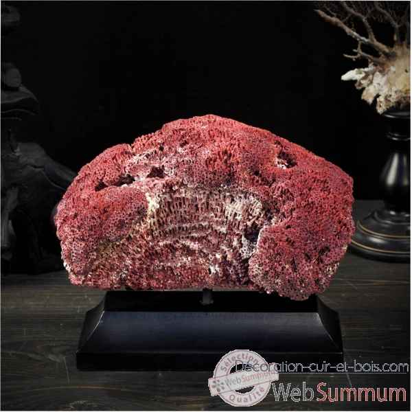 Corail rouge tubipora musica Objet de Curiosite -CO237-2