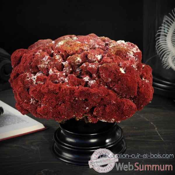 Corail rouge tubipora socle rond Objet de Curiosite -CO238-2