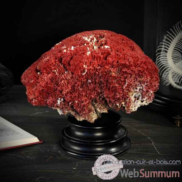Corail rouge tubipora socle rond Objet de Curiosite -CO238-3