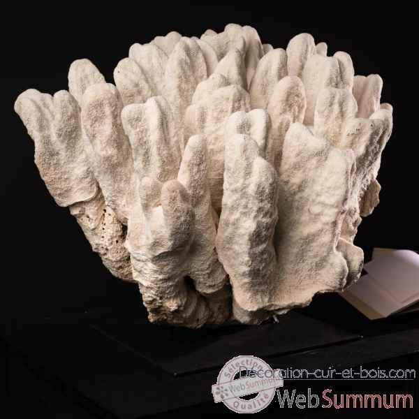 Corail"patte de chat" forme remaquable Objet de Curiosite -CO294