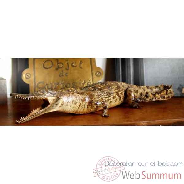 Crocodile du nil empaille 110-120cm env. Objet de Curiosite -PU174-X