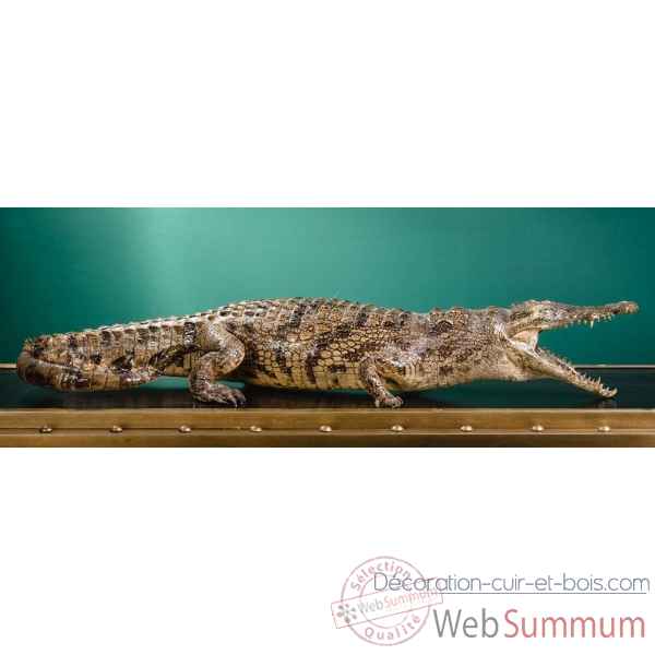 Crocodile du nil empaille 140cm env. Objet de Curiosite -PU031-4