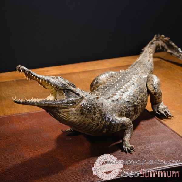 Crocodile du nil empaille 90/100cm env. Objet de Curiosite -PU030-1