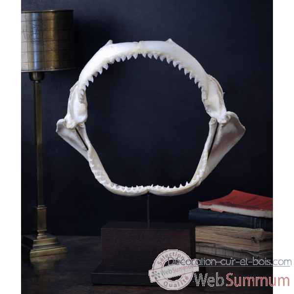 Machoire de requin tgm 44cm Objet de Curiosite -PU463-5