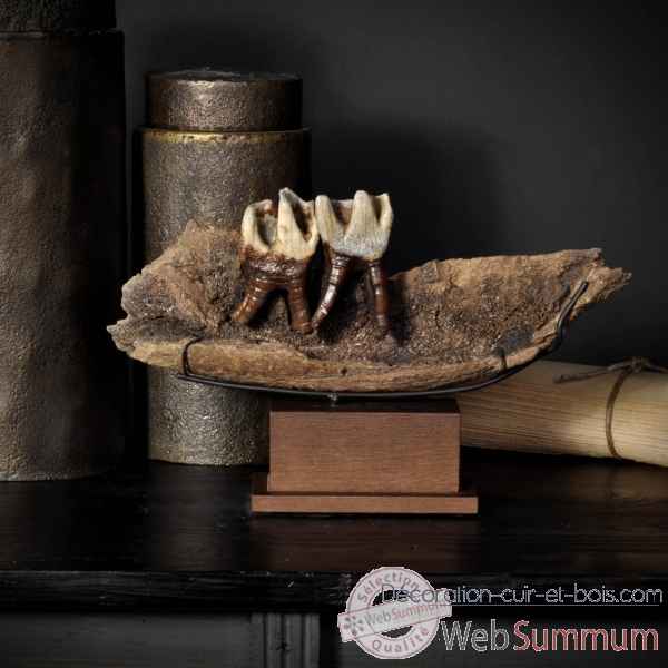Machoire de rhino laineux avec 2 dents Objet de Curiosite -PUFO252
