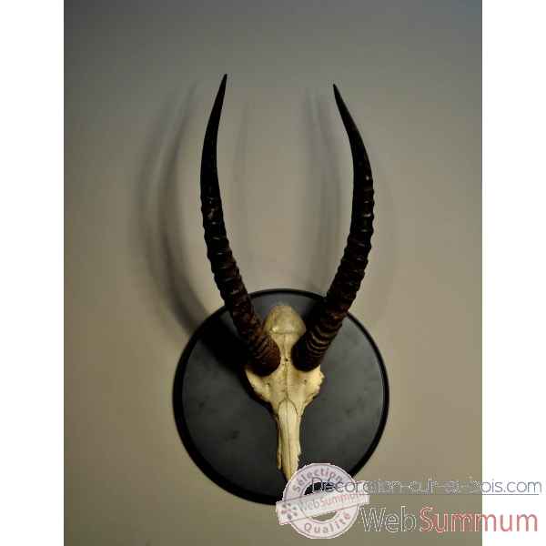 Massacre d'antilope chevaline sur cercle bois noir Objet de Curiosite -PU190-2
