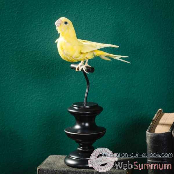Oiseau empaille perruche ondulee jaune Objet de Curiosite -PU645