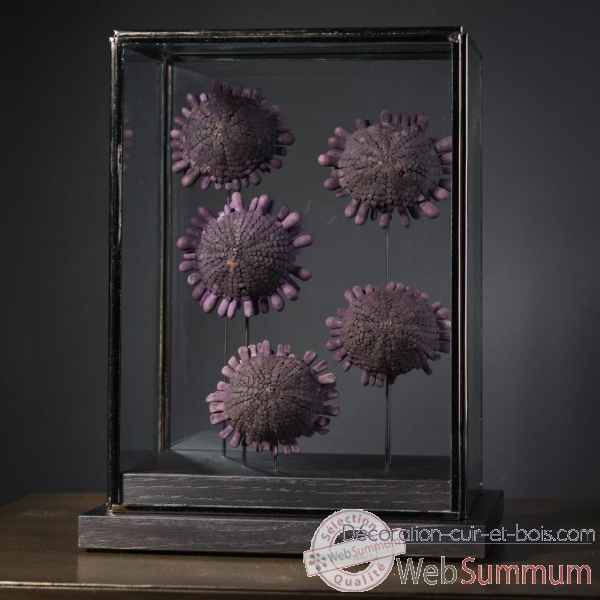 5 ousins tortue violets (ocean indien) Objet de Curiosite -AN253