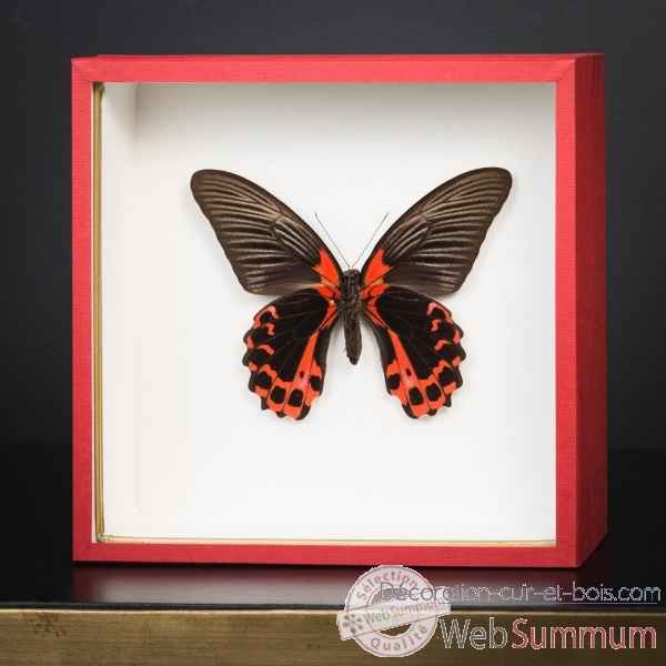 Papillon rouge dans boite rouge Objet de Curiosite -IN108