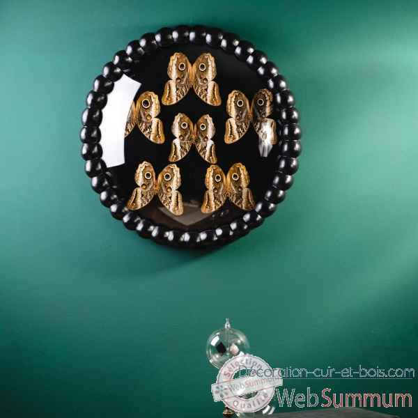 6 papillons caligo atreus, cadre perles noires Objet de Curiosite -IN124