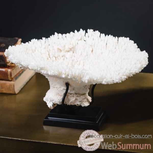 Petite couronne corail blanc acropora hyacinthus Objet de Curiosite -CO396-3