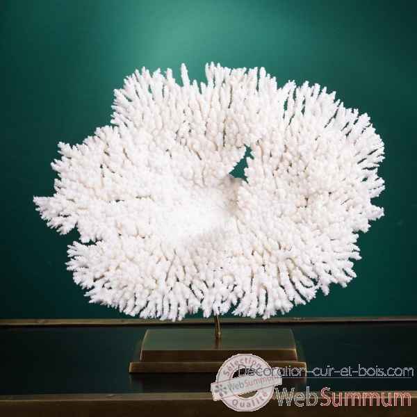 Petite couronne corail blanc acropora hyacinthus Objet de Curiosite -CO422-3